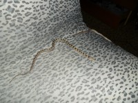 /album/fotogalerie/sam-0810-jpg/